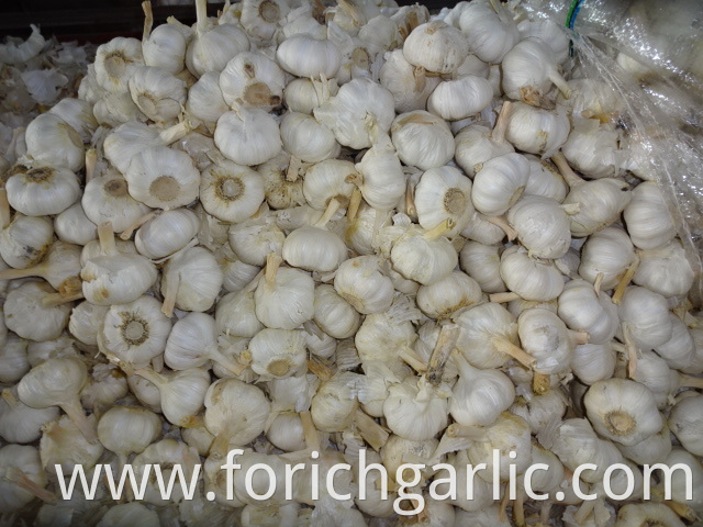 New Crop Pure White Garlic